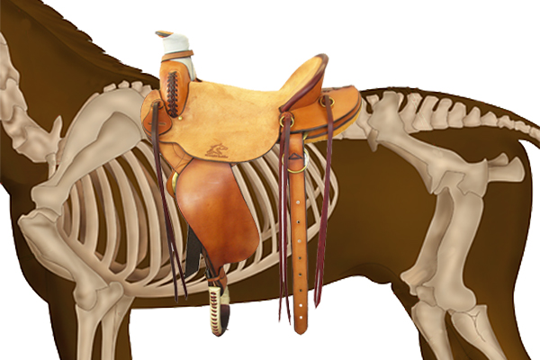 HOW TO IDENTIFY AN ILL-FITTING SADDLE - Natural Horseman Saddles